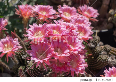 群生して咲いたサボテンの花 群生して咲いたサボテンの花 140302061