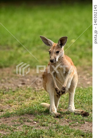 Kangaroo in the clearing, a portrait 140302145