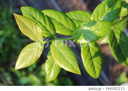 Vibrant green leaves of a blueberry plant with yellowish tips. The foliage is captured in bright daylight, highlighting leaf textures and veins. 140302211