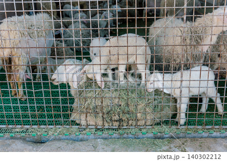 Domestic sheep stand in farm stall, animals graze in spacious stable outdoor Domestic sheep stand in farm stall, animals graze in spacious stable outdoor 140302212