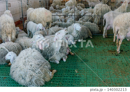 Domestic sheep stand in farm stall, animals graze in spacious stable outdoor Domestic sheep stand in farm stall, animals graze in spacious stable outdoor 140302213