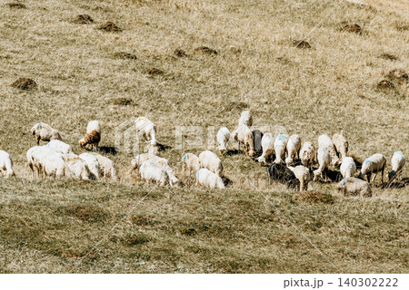 Herd of mountain sheep grazing on hilly green meadow, farm animals walking Herd of mountain sheep grazing on hilly green meadow, farm animals walking 140302222