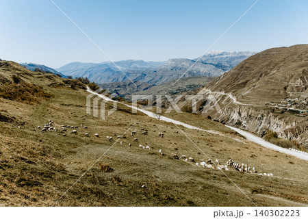 Herd of mountain sheep grazing on hilly green meadow, farm animals walking Herd of mountain sheep grazing on hilly green meadow, farm animals walking 140302223