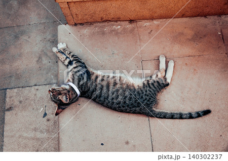 Homeless underbred pet funny cat on streets of old city in Baku, Azerbaijan Homeless underbred pet funny cat on streets of old city in Baku, Azerbaijan 140302237