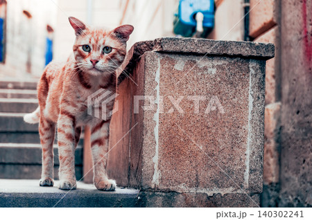 Homeless underbred pet funny cat on streets of old city in Baku, Azerbaijan Homeless underbred pet funny cat on streets of old city in Baku, Azerbaijan 140302241