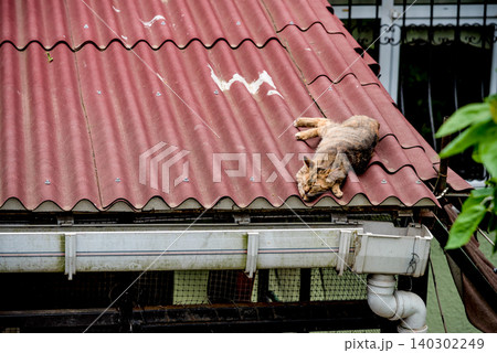 Homeless fluffy funny domestic cat pet animal curl up and sleep on city street 140302249