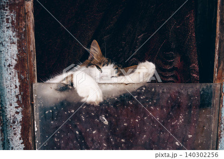 Cute fluffy cat lie on curtain behind window glass, pet resting, village kitten 140302256