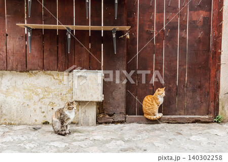 Two homeless cute fluffy cats sit cobblestone lane background old wooden fence Two homeless cute fluffy cats sit cobblestone lane background old wooden fence 140302258