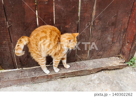 Red fluffy cute stray cat stretch cobblestone path background old wooden fence Red fluffy cute stray cat stretch cobblestone path background old wooden fence 140302262