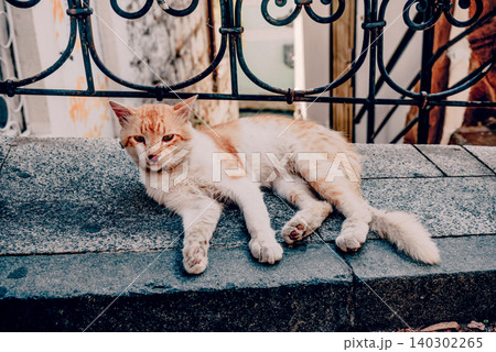 Homeless fluffy funny domestic cat pet animal curl up and sleep on city street Homeless fluffy funny domestic cat pet animal curl up and sleep on city street 140302265