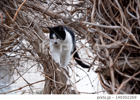 Homeless underbred fluffy furry funny domestic cat pet animal walk city streets Homeless underbred fluffy furry funny domestic cat pet animal walk city streets 140302269
