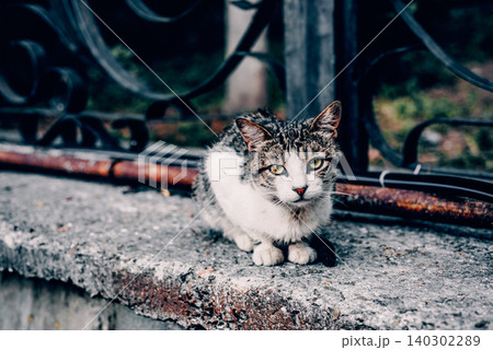 Homeless underbred fluffy furry funny domestic cat pet animal walk city streets Homeless underbred fluffy furry funny domestic cat pet animal walk city streets 140302289