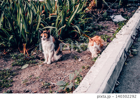 Homeless underbred fluffy furry funny domestic cat pet animal walk city streets Homeless underbred fluffy furry funny domestic cat pet animal walk city streets 140302292