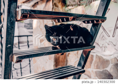 Homeless underbred fluffy furry funny domestic cat pet animal walk city streets Homeless underbred fluffy furry funny domestic cat pet animal walk city streets 140302300