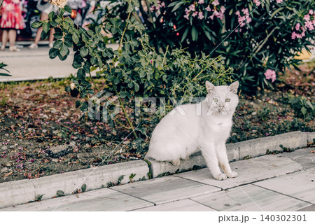 Homeless underbred fluffy furry funny domestic cat pet animal walk city streets Homeless underbred fluffy furry funny domestic cat pet animal walk city streets 140302301