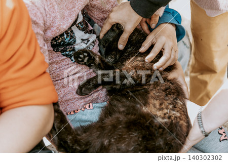 Persona stroke cute fluffy nameless underbred cat, pet homeless walking outside Persona stroke cute fluffy nameless underbred cat, pet homeless walking outside 140302302
