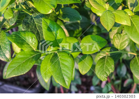 Vibrant green leaves of a blueberry plant with yellowish tips. The foliage is captured in bright daylight, highlighting leaf textures and veins. Vibrant green leaves of a blueberry plant with yellowish tips. The foliage is captured in bright daylight, highlighting leaf textures and veins. 140302303