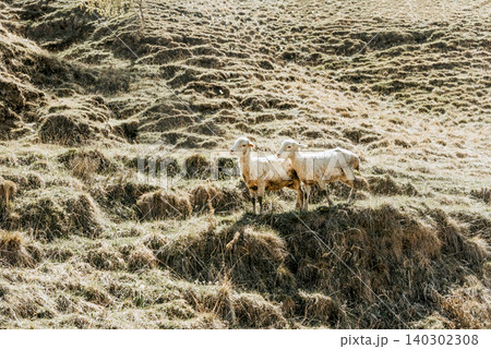 Herd of mountain sheep grazing on hilly green meadow, farm animals walking Herd of mountain sheep grazing on hilly green meadow, farm animals walking 140302308