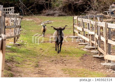 Domestic farm animals walking in spacious stall, animals on farmland landscape Domestic farm animals walking in spacious stall, animals on farmland landscape 140302314