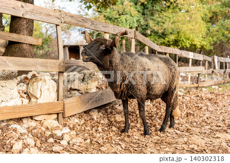 Domestic farm animals walking in spacious stall, animals on farmland landscape Domestic farm animals walking in spacious stall, animals on farmland landscape 140302318