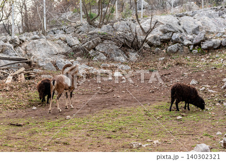 Domestic farm animals walking in spacious stall, animals on farmland landscape Domestic farm animals walking in spacious stall, animals on farmland landscape 140302321