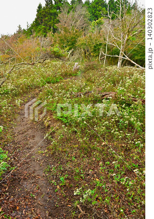 伊豆半島 伊豆山稜線歩道の棚場山 シロヨメナ咲く登山道 伊豆半島 伊豆山稜線歩道の棚場山 シロヨメナ咲く登山道 140302823