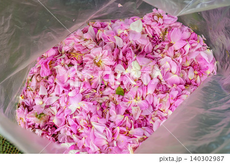 Pink rose petals fill plastic bag after harvest. Kazanlak Rose Festival in Bulgaria. Rose petals show rose picking, floral production, perfume ingredient, harvest, Valley of Roses Pink rose petals fill plastic bag after harvest. Kazanlak Rose Festival in Bulgaria. Rose petals show rose picking, floral production, perfume ingredient, harvest, Valley of Roses 140302987
