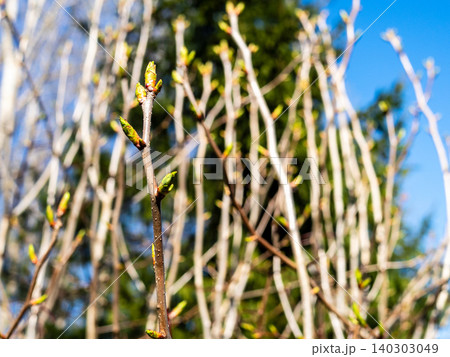 buds on tree twigs close-up in forest in spring buds on tree twigs close-up in forest in spring 140303049