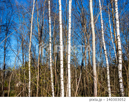 bare trunks of birch and aspen trees in forest 140303052