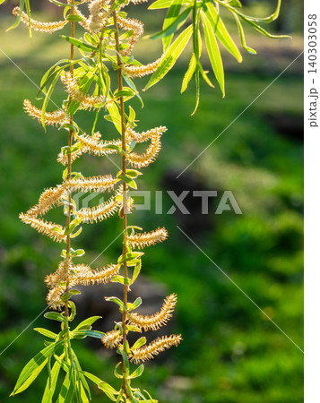 catkins of willow tree closeup lit by setting sun catkins of willow tree closeup lit by setting sun 140303058