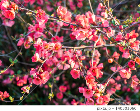 pink blooms on twigs of chaenomeles in spring pink blooms on twigs of chaenomeles in spring 140303060