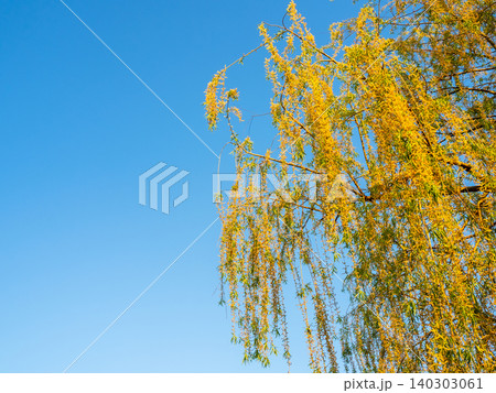 yellow twigs with catkins of blooming willow tree yellow twigs with catkins of blooming willow tree 140303061