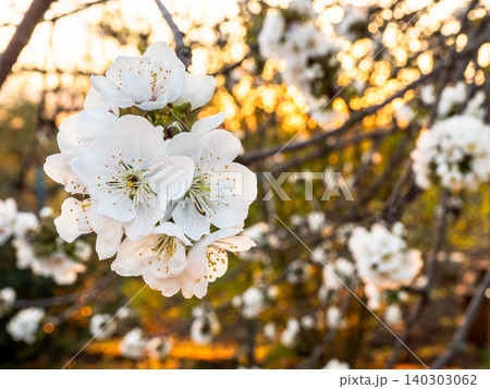 white cherry flowers and sunset sky in background white cherry flowers and sunset sky in background 140303062