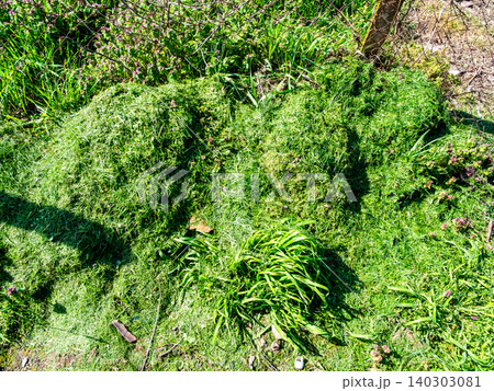 compost heap of freshly cut grass in garden compost heap of freshly cut grass in garden 140303081