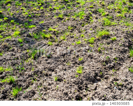 weed-covered surface of plowed vegetable garden weed-covered surface of plowed vegetable garden 140303085