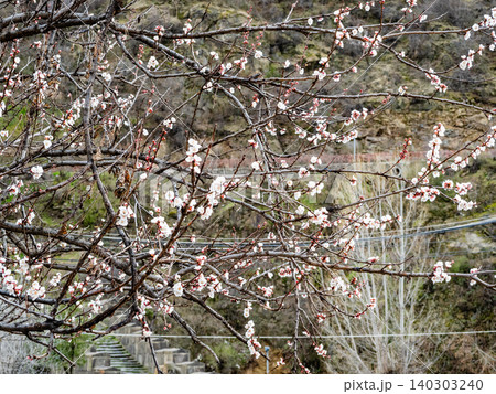 blossoming cherry branches in armenian mountains blossoming cherry branches in armenian mountains 140303240