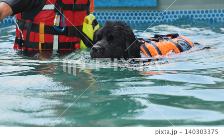 Black Newfoundland dog wearing an orange life jacket learning water rescue safety skills Black Newfoundland dog wearing an orange life jacket learning water rescue safety skills 140303375