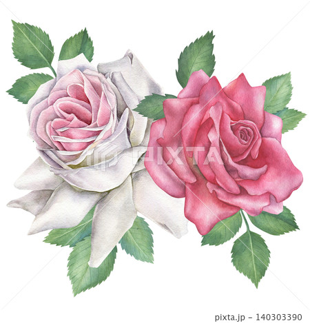 White and pink roses bloom with green leaves, composition isolated on white background. Watercolor floral illustration. Hand drawn. For invitations, design, fabrics and textiles White and pink roses bloom with green leaves, composition isolated on white background. Watercolor floral illustration. Hand drawn. For invitations, design, fabrics and textiles 140303390