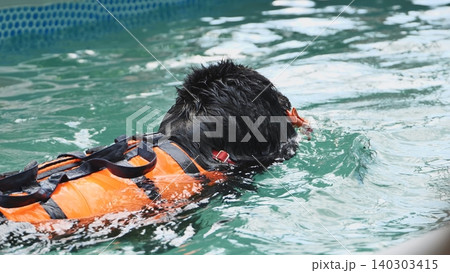 Black dog swimming with a life jacket during animal hydrotherapy rehabilitation 140303415