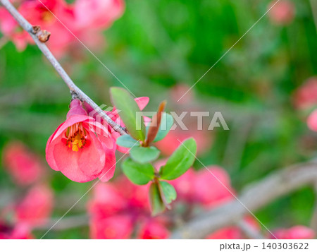 pink flower of flowering quince close-up in spring pink flower of flowering quince close-up in spring 140303622