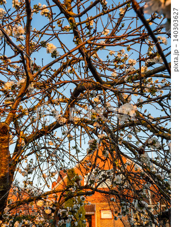 branches of blossoming cherry tree and brick house branches of blossoming cherry tree and brick house 140303627