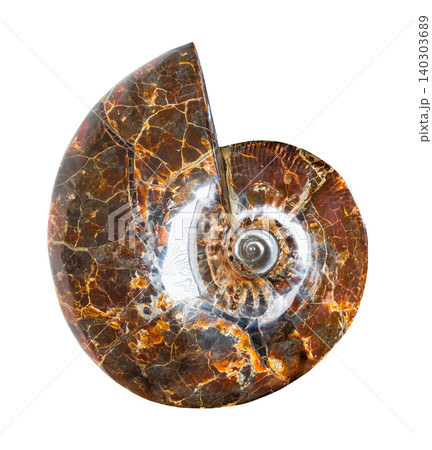 polished ammonite fossil cutout on white 140303689