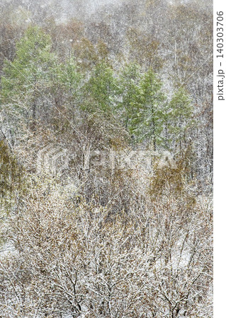 trees in forest snow-covered after spring snowfall 140303706