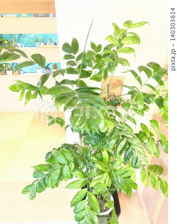 コーセーチャメドレア 10号鉢 大型観葉植物 高性チャメドレア 明るいリビングのインテリアグリーン 140303814