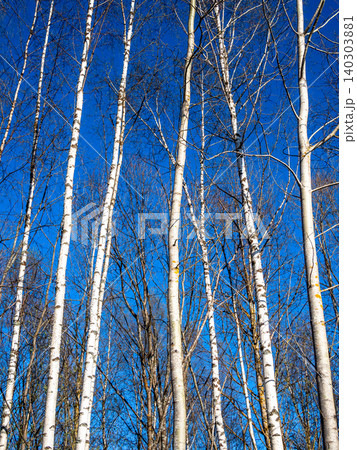 trunks of birch and aspen trees and dark blue sky trunks of birch and aspen trees and dark blue sky 140303881
