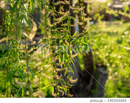 green foliage and catkins of blooming willow tree green foliage and catkins of blooming willow tree 140303885