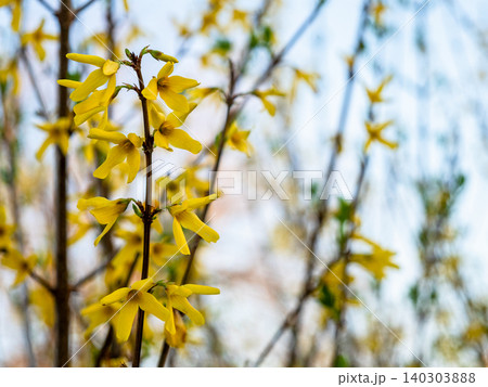yellow flowers on twig of Forsythia shrub close-up yellow flowers on twig of Forsythia shrub close-up 140303888