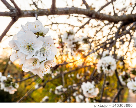 cherry blossoms and setting sun in background cherry blossoms and setting sun in background 140303890