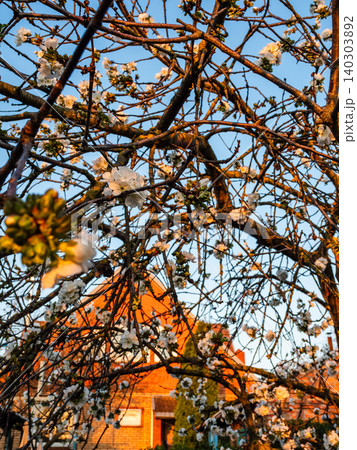 cherry tree and country house lit by setting sun cherry tree and country house lit by setting sun 140303892