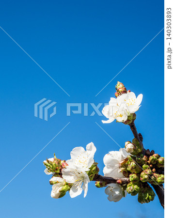 cherry tree twig with blooms close-up and blue sky cherry tree twig with blooms close-up and blue sky 140303893